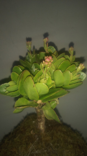 Kokedama Kalanchoe Rojo Rojo