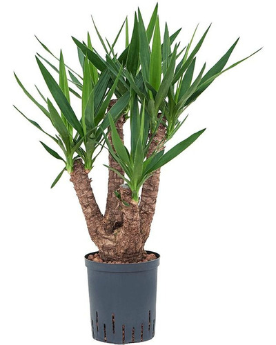 Yucca Pata De Elefante ( Elephantipes ) Gigantes !