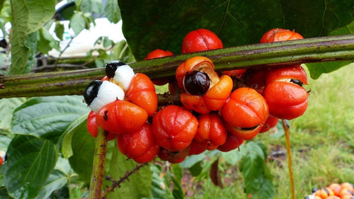 Guaraná 100 Gr Erva Seca Pó Para Chá