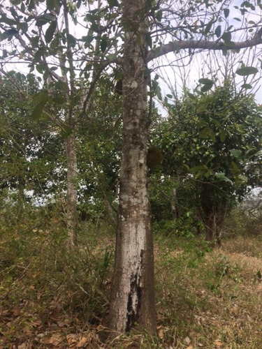 Imagem 12 de 18 de Ótimo Sítio 14 Hec, Não Tem Benfeitoria, Estrada De Aldeia Km 33 Em Paudalho Aceito Carro - St00007