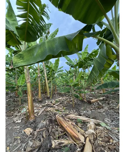 Se Vende Lote En Montenegro - Quindio