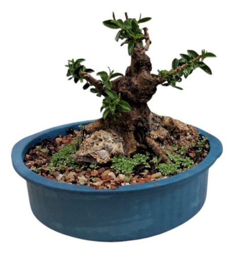 Pre Bonsai Ligustro Lucidum