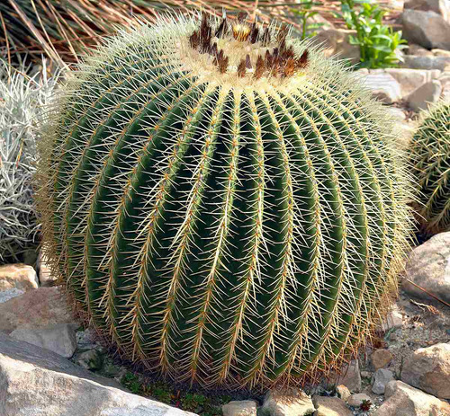 Cacto Potrona De Sogra - Echinocactus Grusonii - Cacto Bola