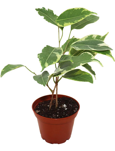 Ficus Benjamina Variegado 2 De