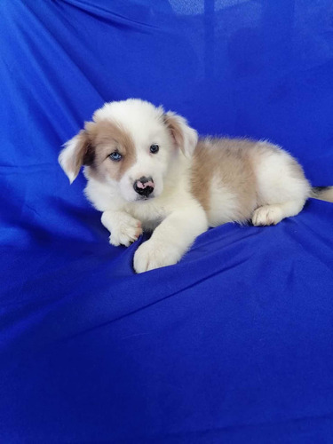 Cachorros Border Collie Sable