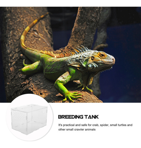 Práctica Caja De Alimentación Para Reptiles, Vitrina Para La