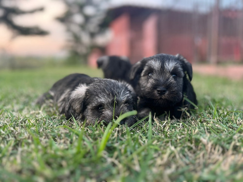 Schnauzer Sal Pimienta