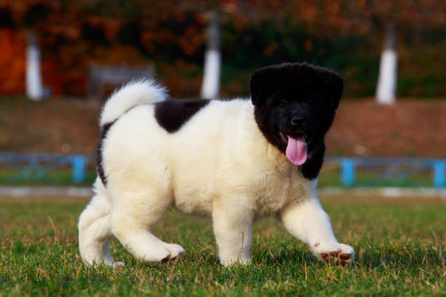 Akita Americano Cachorro Disponible Medellin Bogota Cali