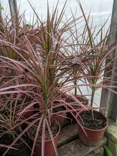 Marginata Tricolor - Bella Planta De Interior - Maceta 14