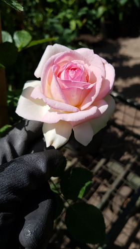 Rosa Pierre Ronsard Enredadera Trepadora 2m Premium Delviso
