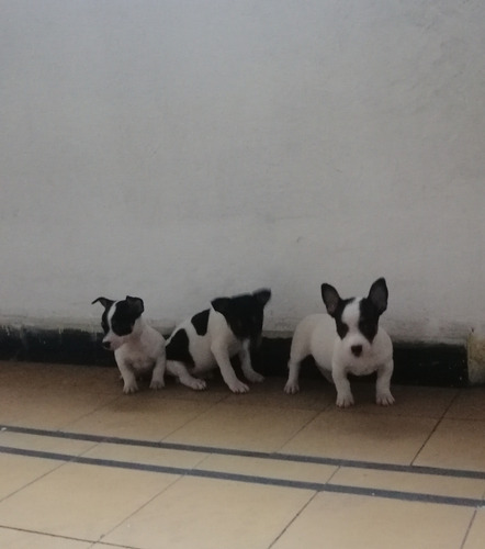 Fox Terrier Ratoneros Machos Blanco
