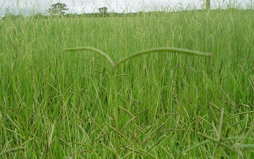 Sementes 20kg Brachiaria Humidicula Dictioneura Llanero