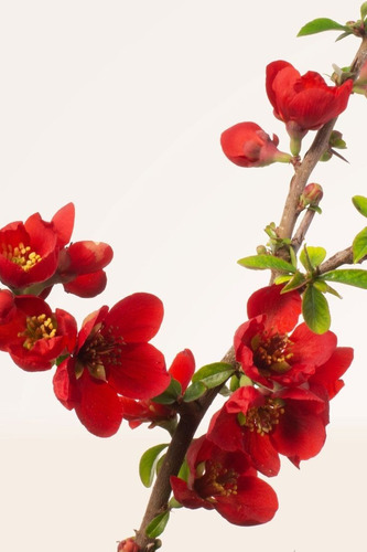 Membrillo De Jardín, Membrillo Japonés, Chaenomeles Japonica