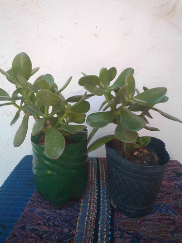 Planta De Jade