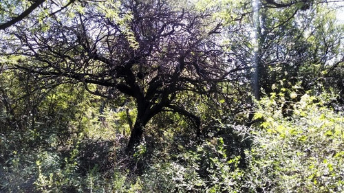 Imagen 9 de 19 de Terreno En Venta En San Marcos Sierras