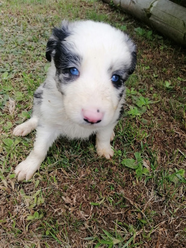 Hermosos Border Collie Blue Merles 