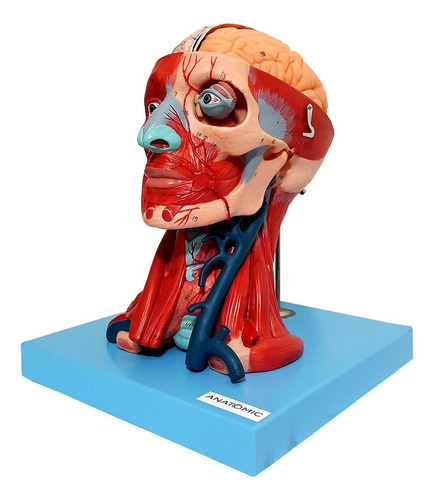Cabeça Com Músculos E Cérebro Em 10 Partes Anatomia Fisiolog