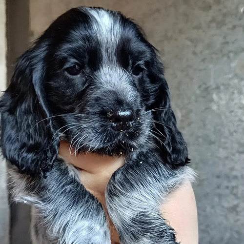 Último Cocker Spaniel Macho