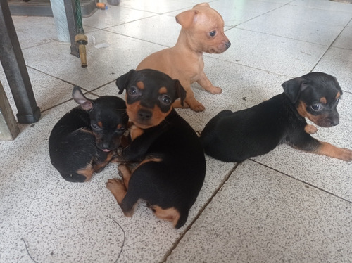 Imagen 6 de 8 de Cachorros Pinchers