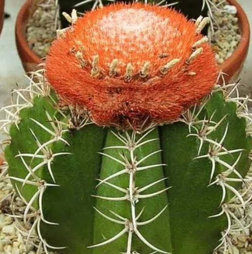 Melocactus Matanzanus, Mp