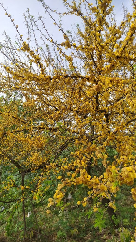 Semillas De Aromito/espinillo - Vachellia Caven
