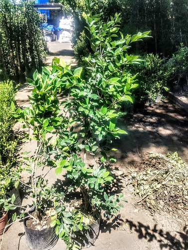 Planta Olea Texana Verde / Aurea P/ Sol Ideal Cerco - 10 Lts