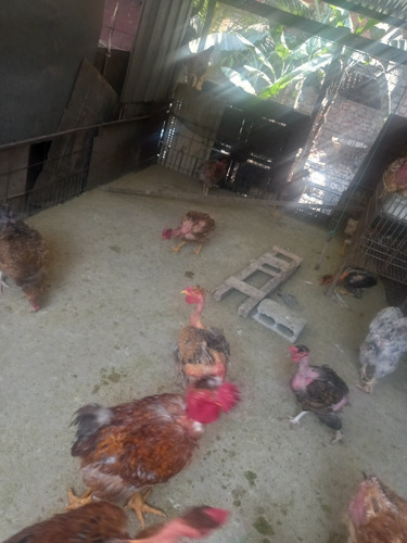Imagen 7 de 10 de Gallos, Gallinas Criollas Guaricas, Culinas Y Pavos