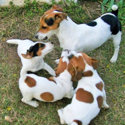 Jack Russell Terrier 