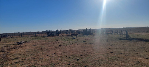 Campo En Rojas 75 Hectáreas Ganadero ( Junín - Rafael Obligado Bs. As. )