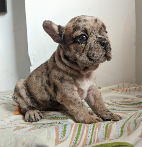 Bulldog Frances Venta De Cachorros Mascotas Medellin Rionegr