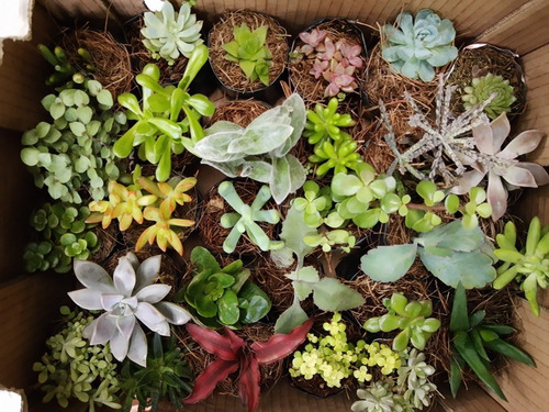 Imagen 8 de 10 de Suculentas Y Cactus 30pz. Más Costo De Envío.