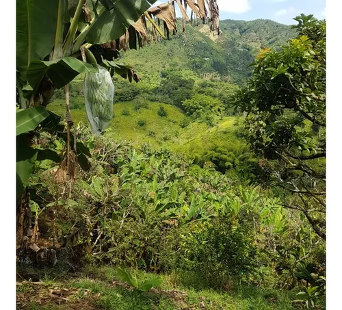 Vendo Finca Por El Trebol 7,5 Has (11,5 Cuadras) Chinchina