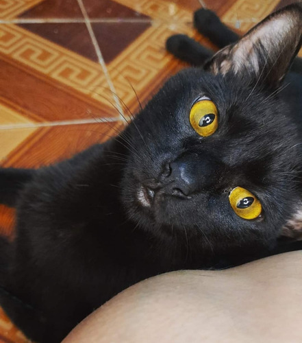 Gatinha Angorá X Siamês 5 Meses Fêmea Preta Azul Castrada