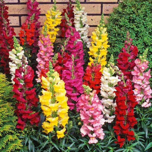 Semillas Antirrhinum Majus Hermosa Planta