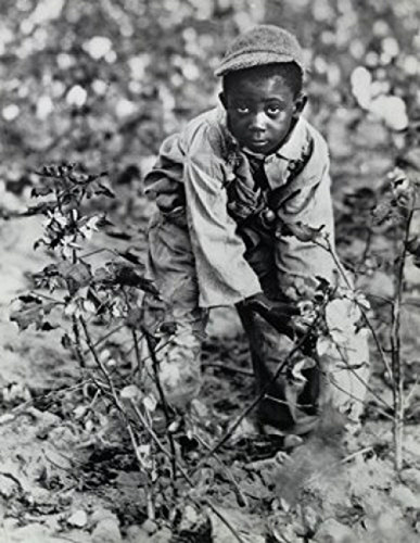 Pósteres - High Angle View Of A Boy Picking Cotton In A Fiel