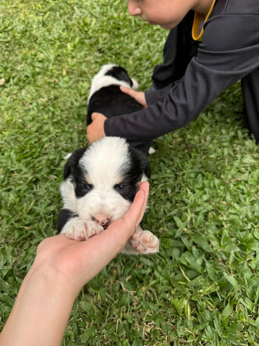 Cachorros Border Collie