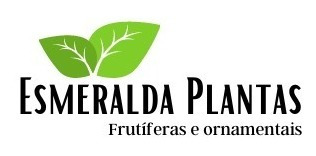 Kit 5 Mudas De Ixora Midi Vermelha E Amarela Qualidade A+ | Parcelamento  sem juros