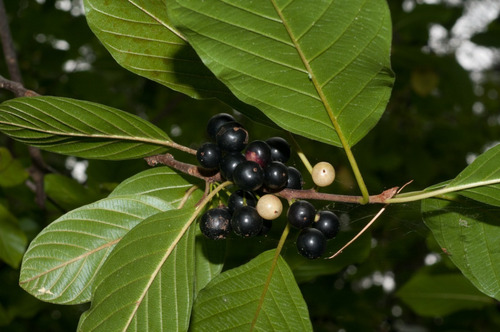 Cáscara Sagrada Rhamnus Purshiana D.c. 100 Gr