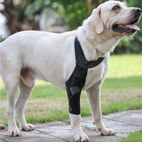 Soporte De Cadera Para Perro Soporte Para Displasia De Cader
