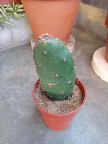 Suculenta-cactus Verde Puntiagudo (Usado)