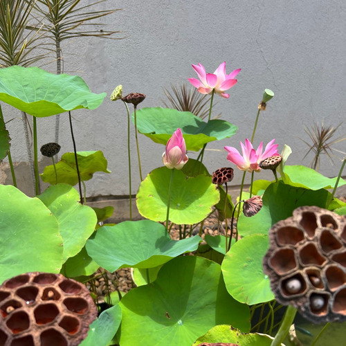 1000 Semente Flor De Lótus Rosa Nelumbo Alto Indice De Germi
