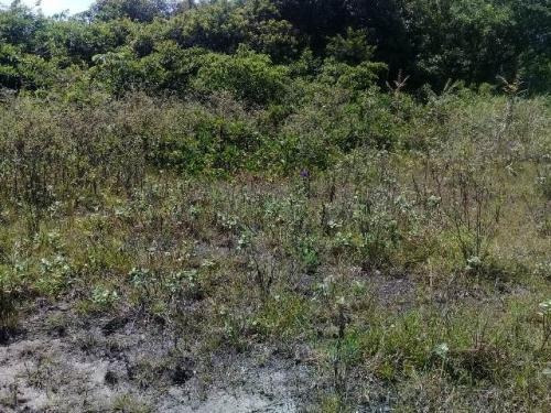 Imagem 3 de 9 de Excelente Terreno Na Praia Litoral Sul 1000m²- Ref Ter006/dz
