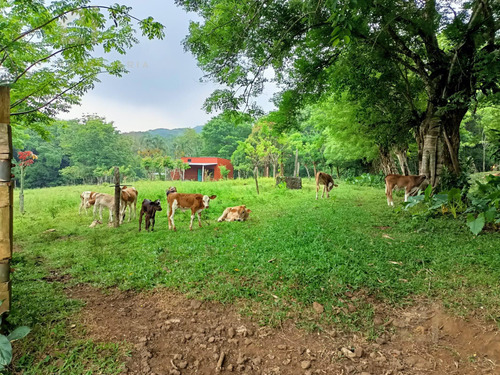 Rancho En Veracruz Cerca De 5  Chorros  De  10 Hectareas   Con Rio Y Nacimiento De Agua A Pie De  Carretera Pavimentada