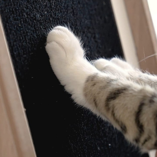 Imagen 5 de 5 de Cucha Para Gatos - Escondite Para - Juego Para Gatos.