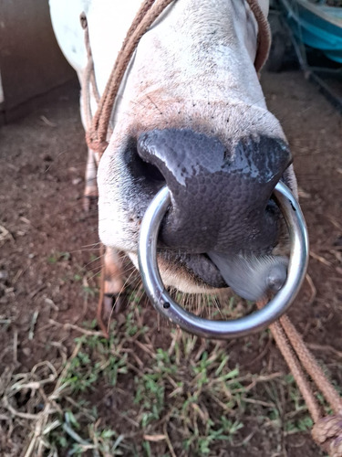 2 Argolas Formiga Resistente A Ferrugem Para Boi Ou Bezerro