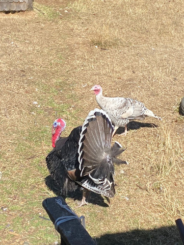 Pareja Pavos 