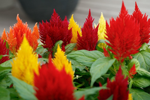 Imagen 2 de 4 de Semillas Flores Penachos Celosia X Sobre A Toda Huerta
