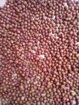 Comprar Semilla Eugenias Para Cercas Vivas X 300 Unidades