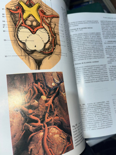 Anatomía Humana I Y Ii (Usado)