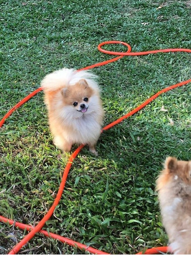 Linda Lulu Da Pomerânia (anã) Fêmea Para Reserva